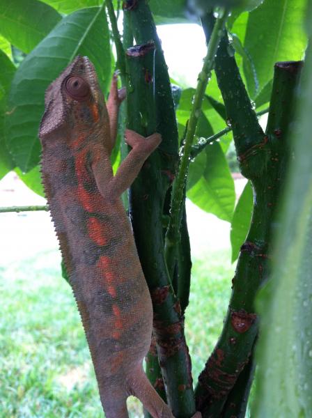 showing a lot more orange. :)