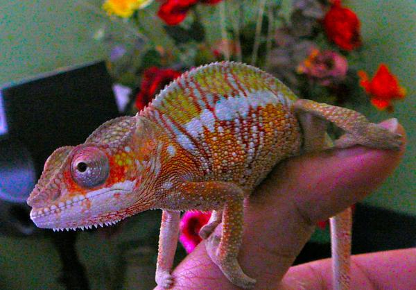 Showing color after 1st shed