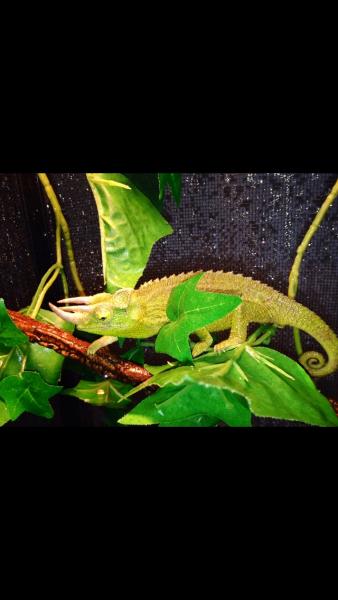 Showing his beautiful green!