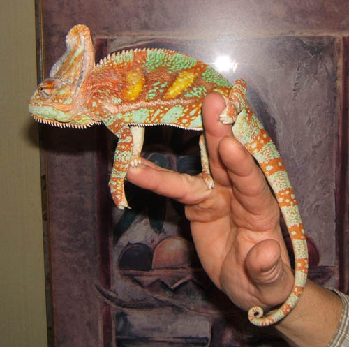 Showing off a fine tail