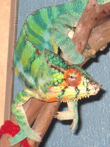 Showing off for the ladies....