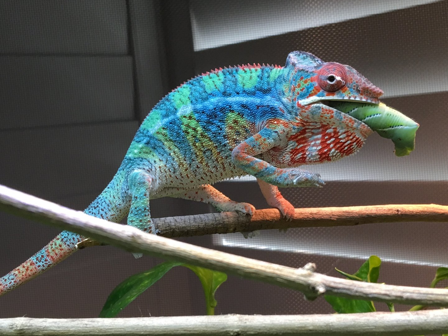 Showing off post-shedding coloration - 1