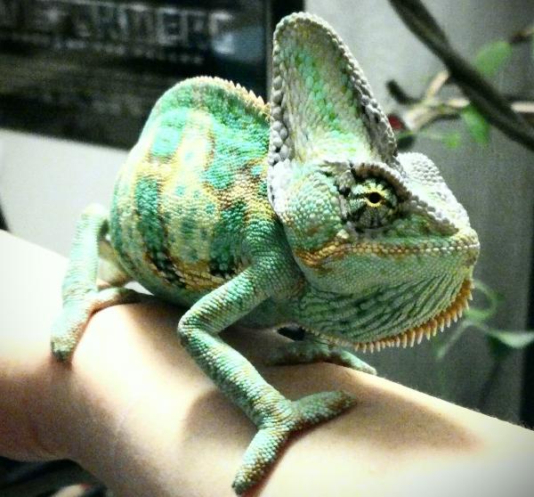 showing some nice colors :)