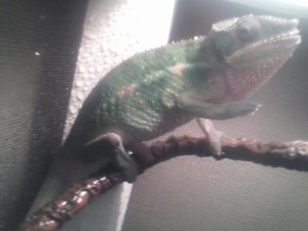 Showing some pretty colors after his first day in his new home