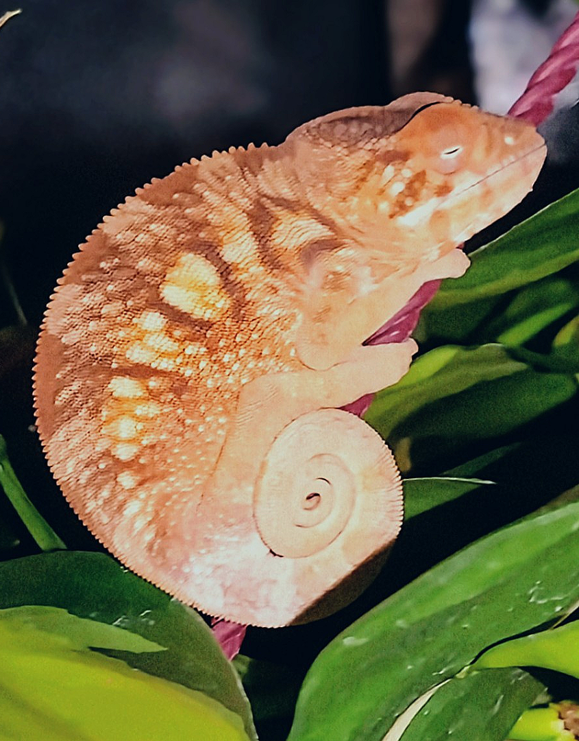 Shrimpin Ain't Easy