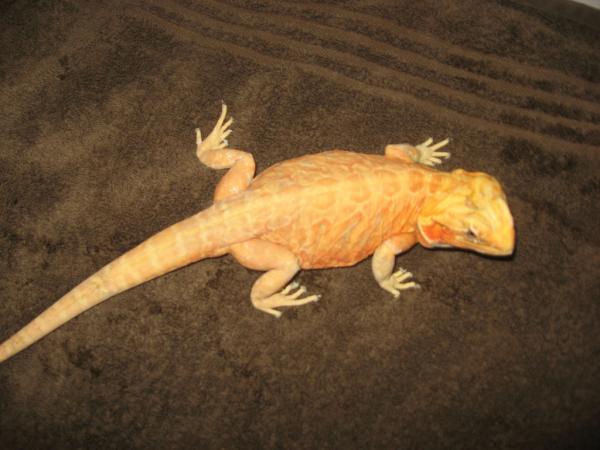 Silk Back Dragon