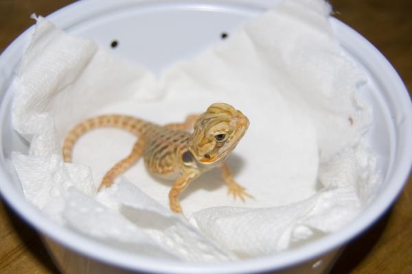 Silk Bearded dragon

Lia