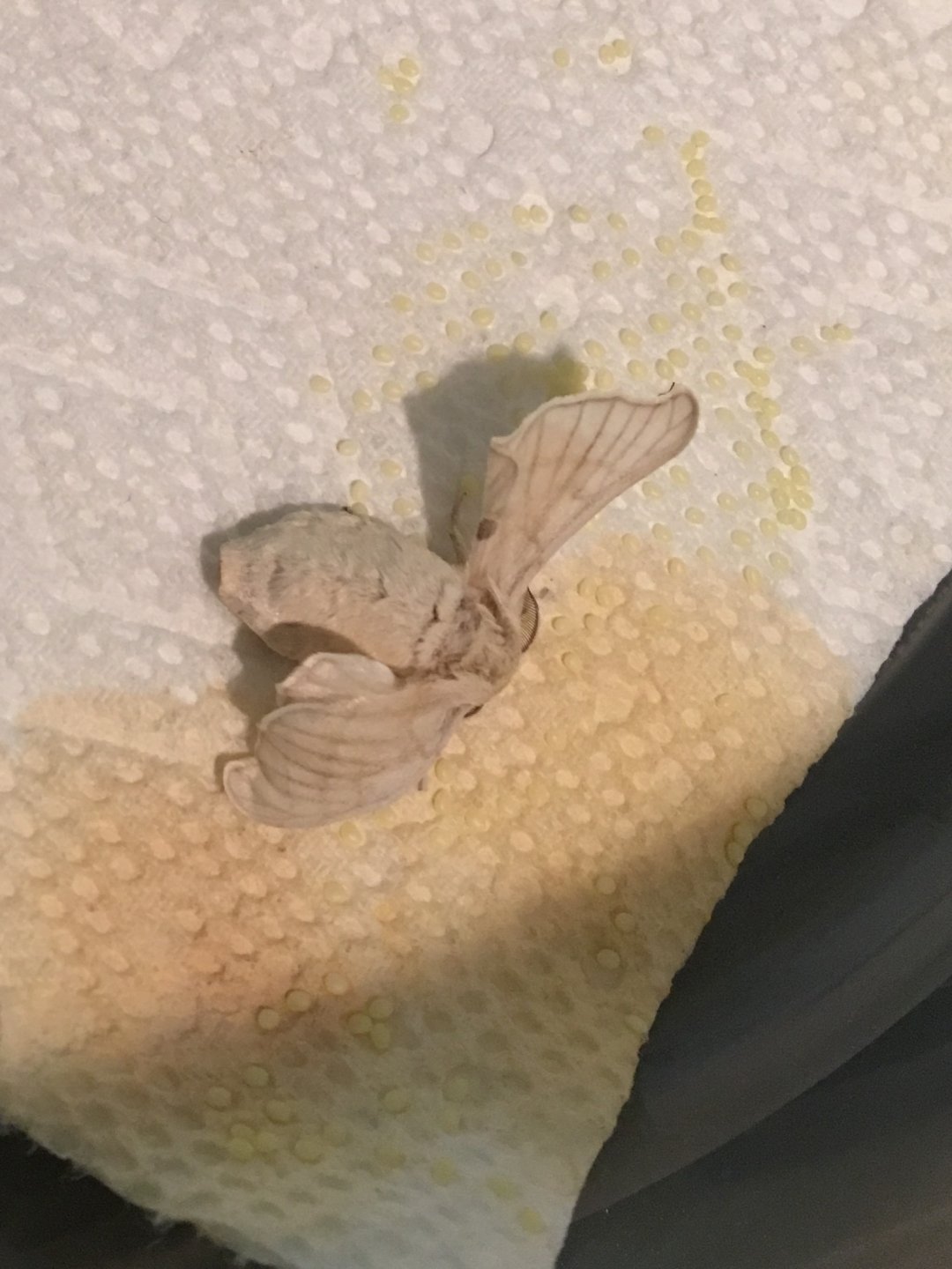 Silkworm eggs
