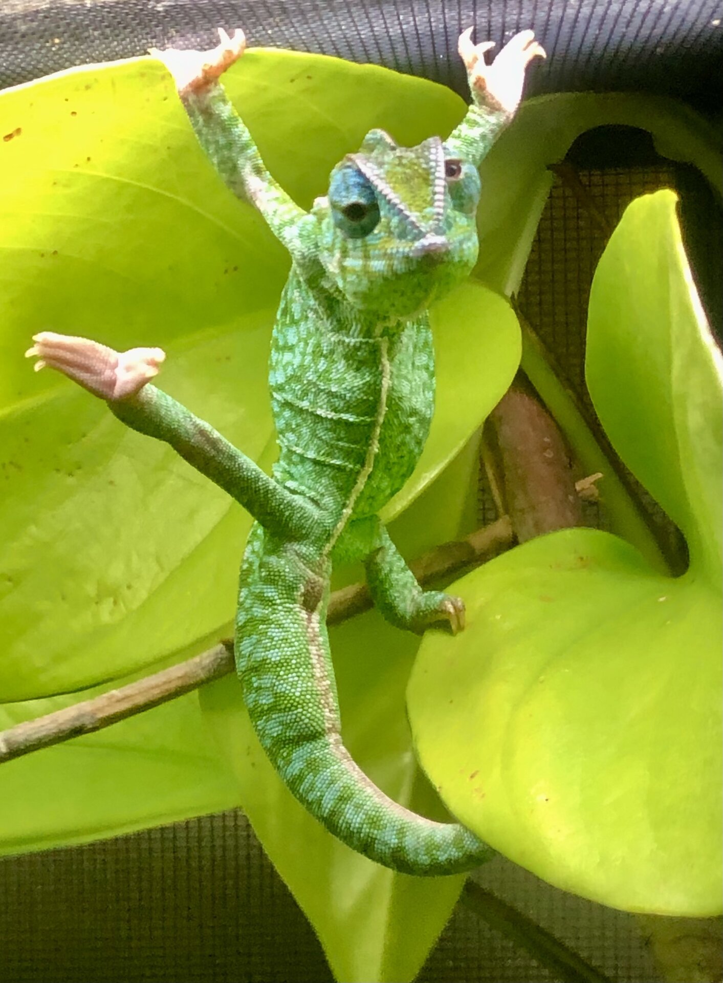 Silly Furcifer lateralis male