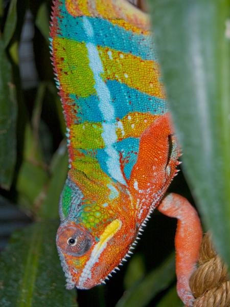 sillydonttrytorightclickimageproperties