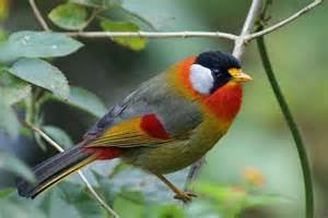 silver-eared mesia