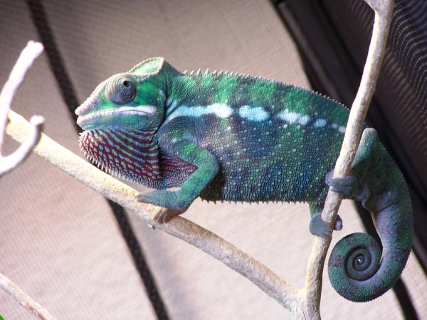 SIR LANCELOT (5 MONTHS OLD)1