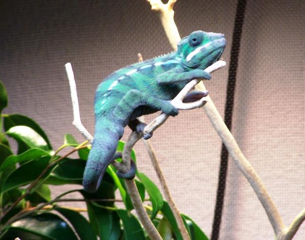 SIR LANCELOT (5 MONTHS OLD)4