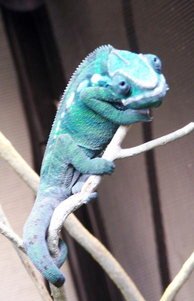 SIR LANCELOT (5 MONTHS OLD)9