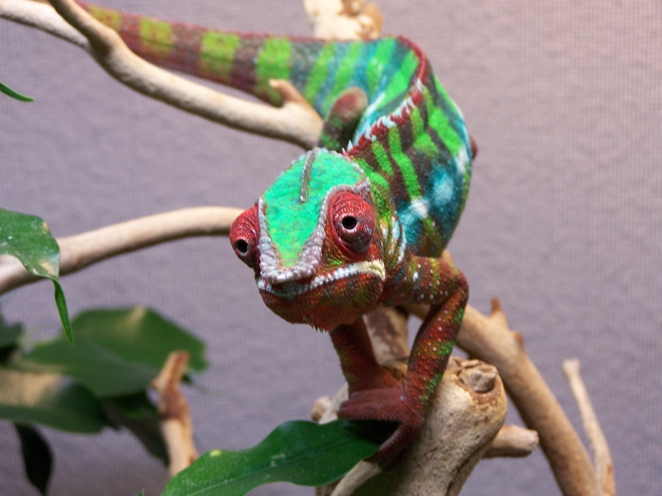 Sir Lancelot All Grown Up 1