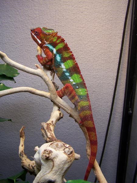 Sir Lancelot all grown up show off2