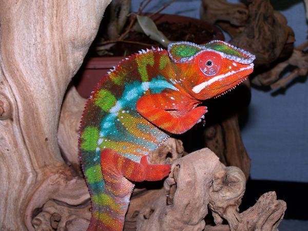 Sir Lancelot all grown up show off5