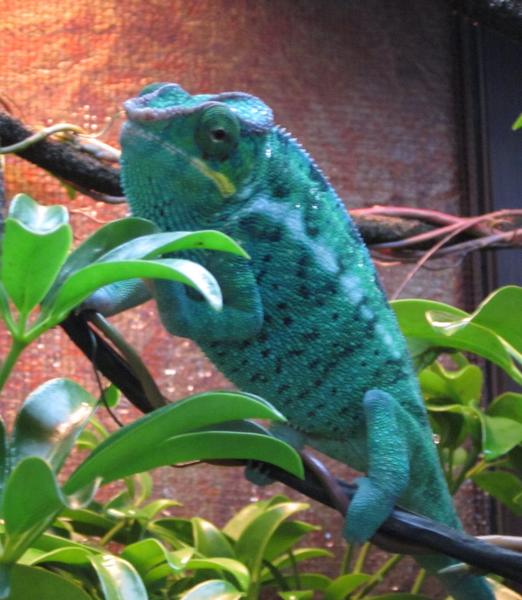 Sire: Greaseball from Chameleon Company