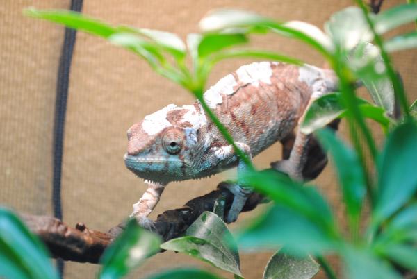 Sissy: one of our female ambilobes starting a shed