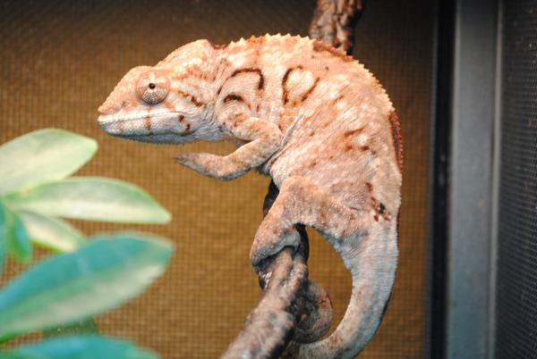 Sissy one of our female ambilobe's