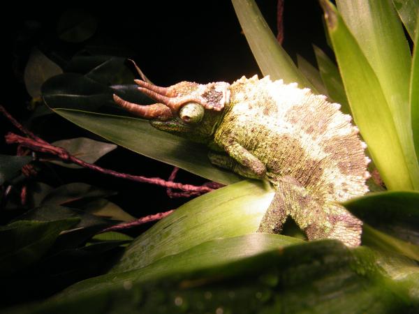 sittin' on some leaves