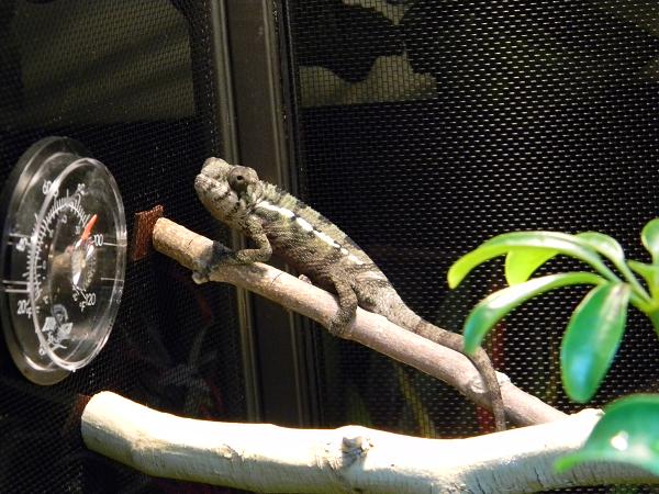 Sivad when I first got him around June 23rd 2012