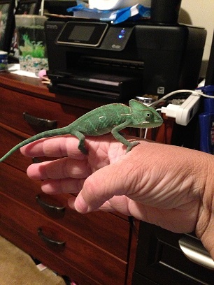 size after last shed - had her 2 months