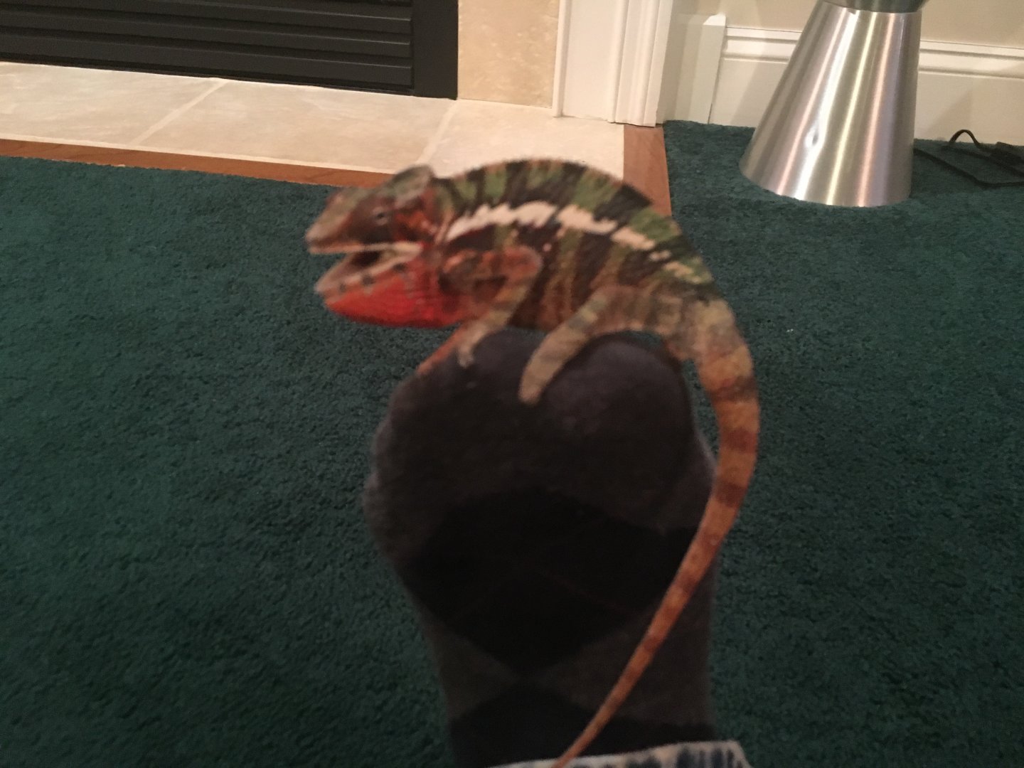 Size comparison with my foot