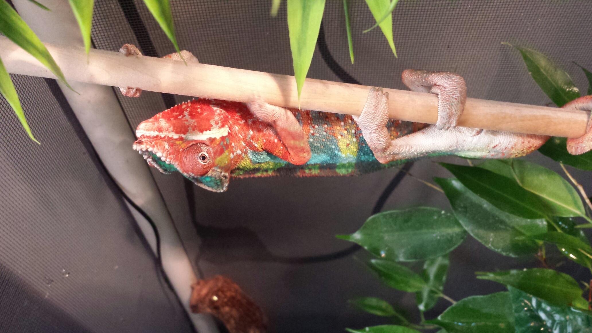 Skittles