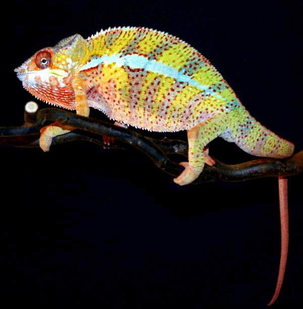 Slash - Sirama Pantherchameleon