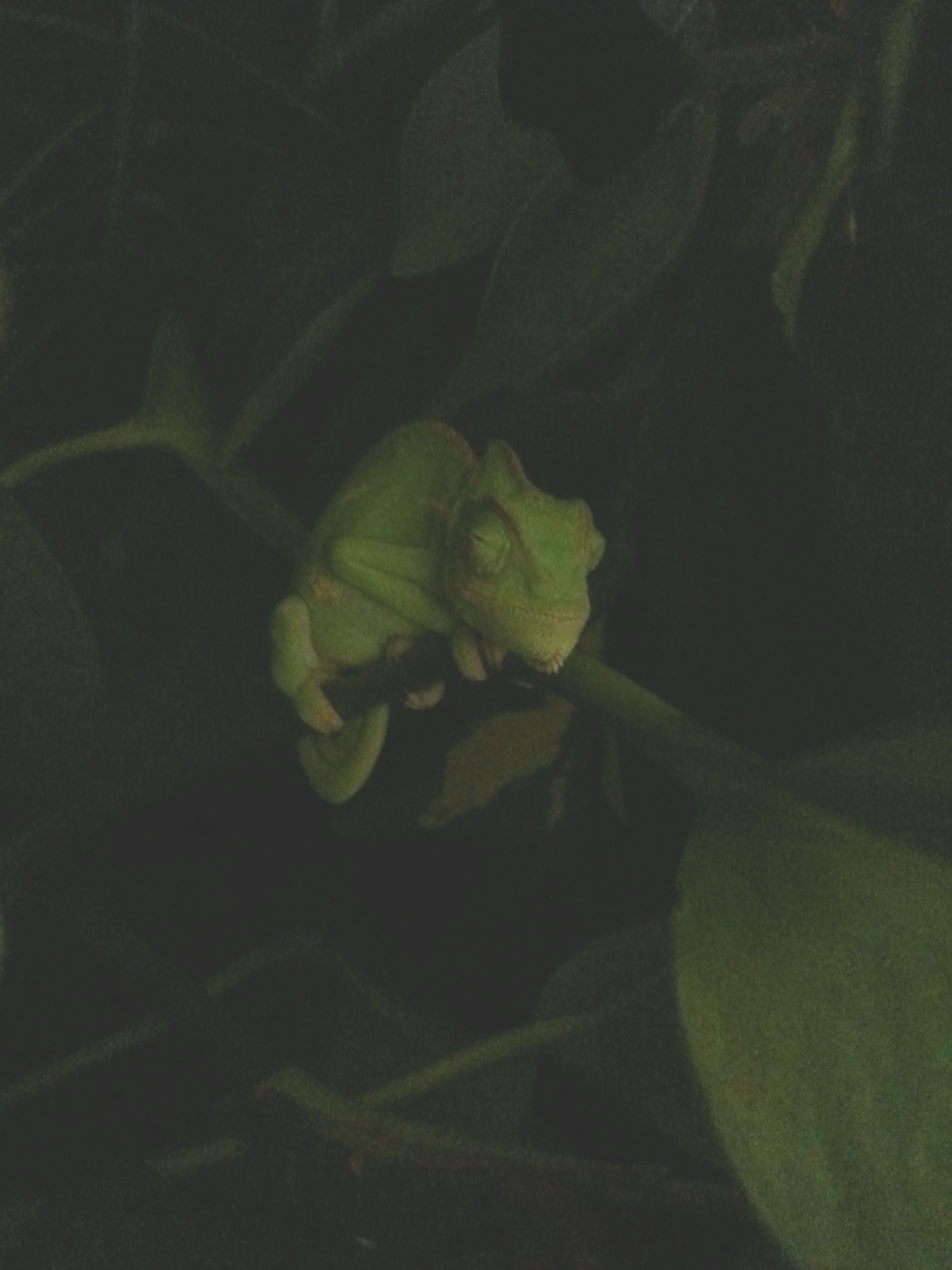 Sleep In The Mysterious Pothos