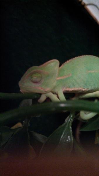Sleeping and resting against a vine
