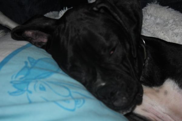 Sleeping baby Chaos.