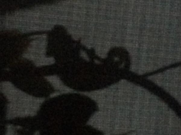 Sleeping baby Diesel