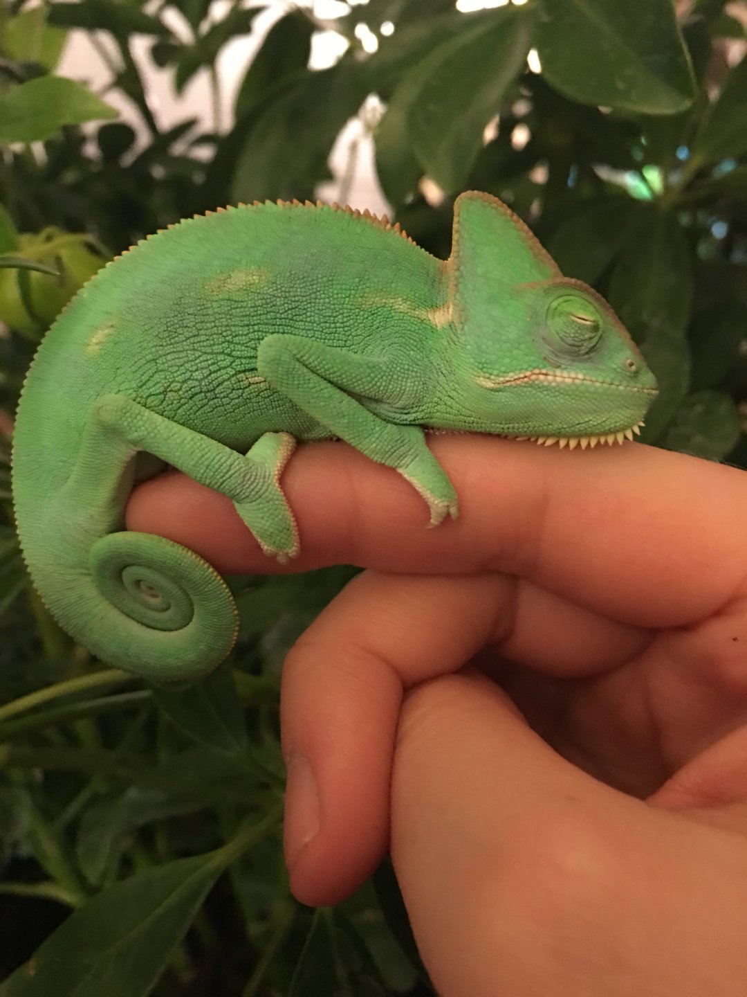 Sleeping Beauty Twiggy