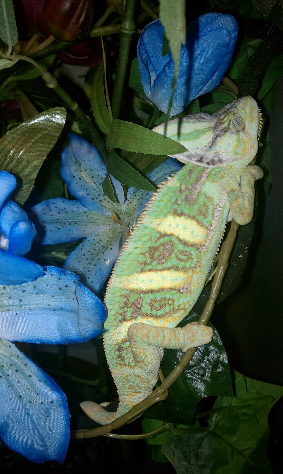 Sleeping Beauty