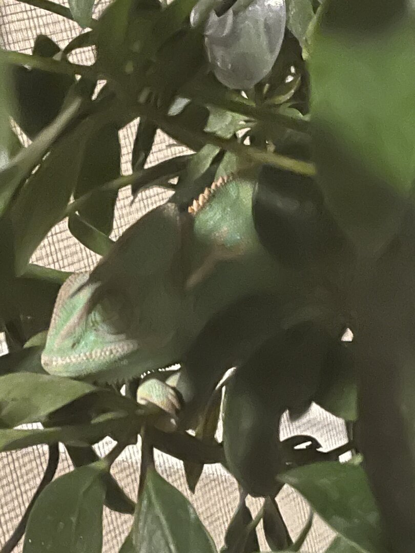 Sleeping chameleon