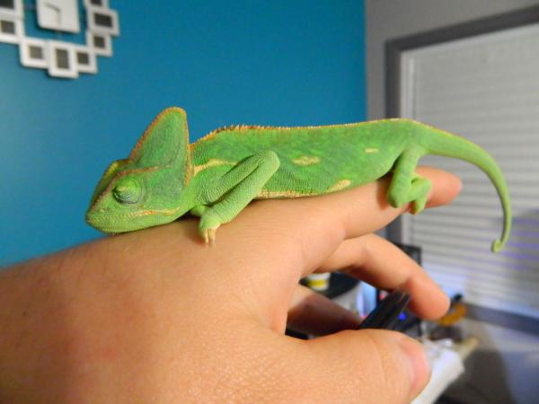 Sleeping Jade (about 9 months old)