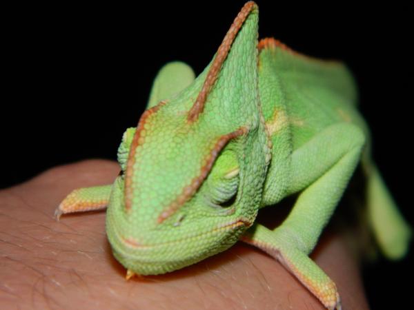 Sleeping Jade close-up (about 9 months old)