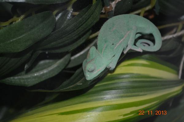 Sleeping on a thin leaf. How?!