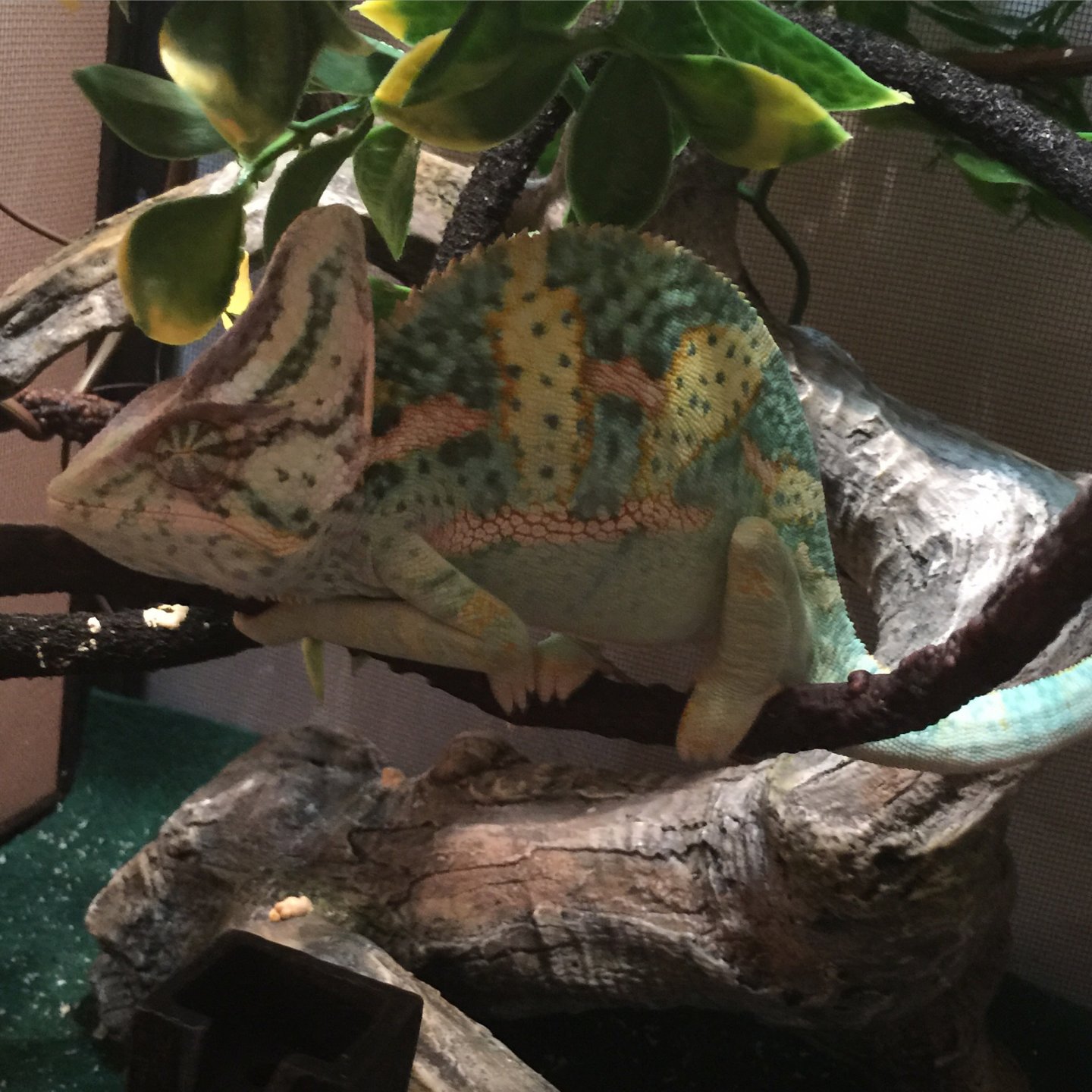 Sleeping | Chameleon Forums