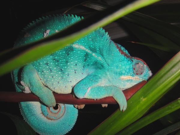 sleepy beast