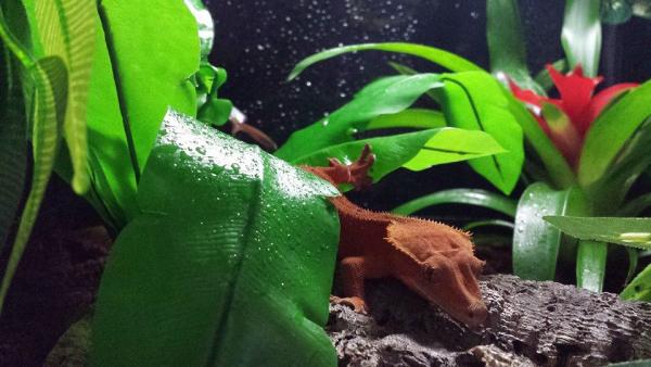 Sleepy crestie