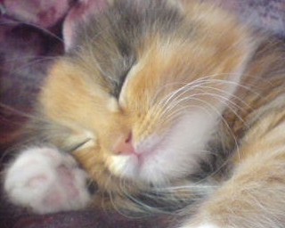 Sleepy Phee