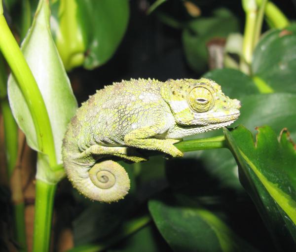 Sleepy T. fuelleborni female