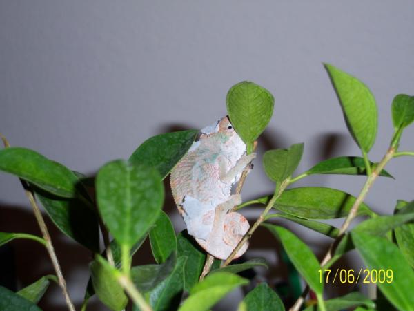 sleepy time! almost 2 months old