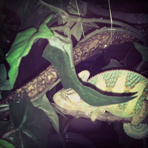 Slowy sleeping mode...