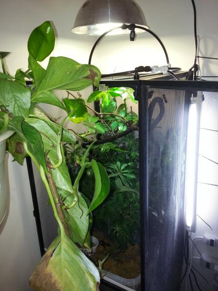 small enclosure, solar glo 125, Happy-made MistKing rain dome, 65k full spectrum(live plants)