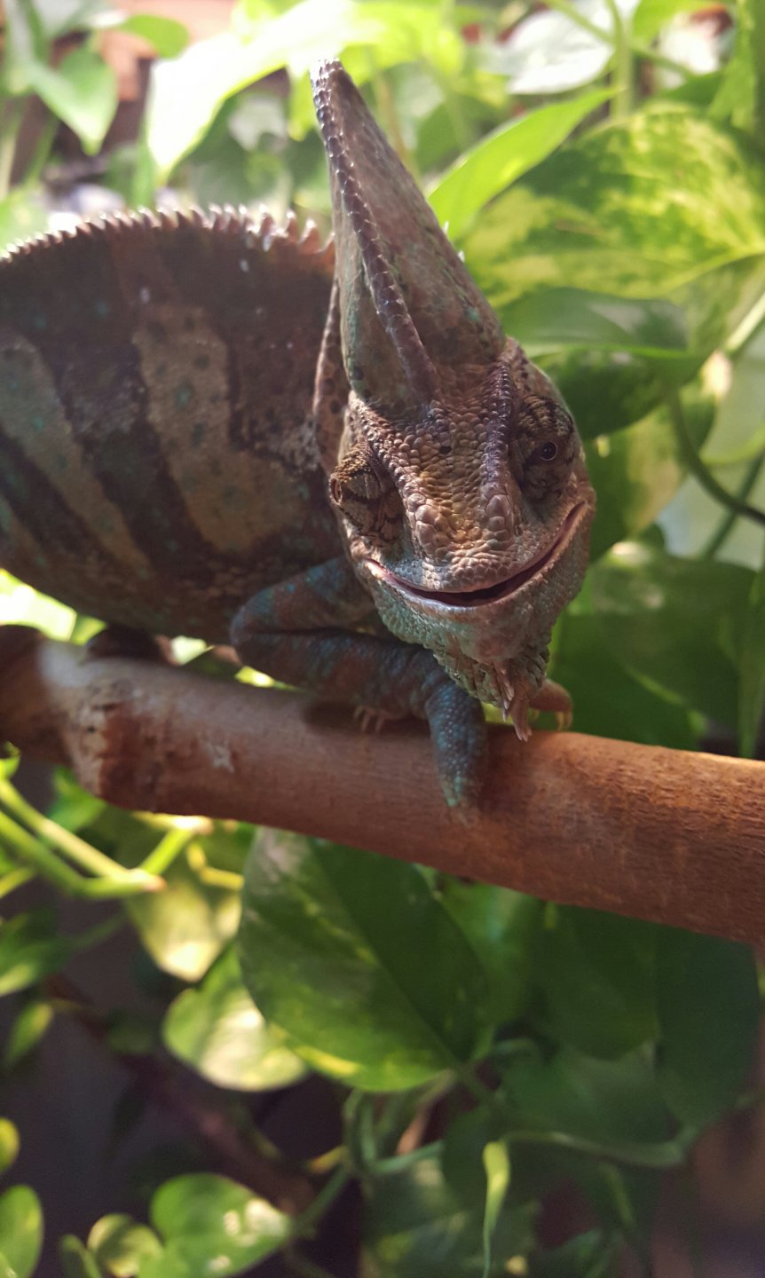 smiling cham