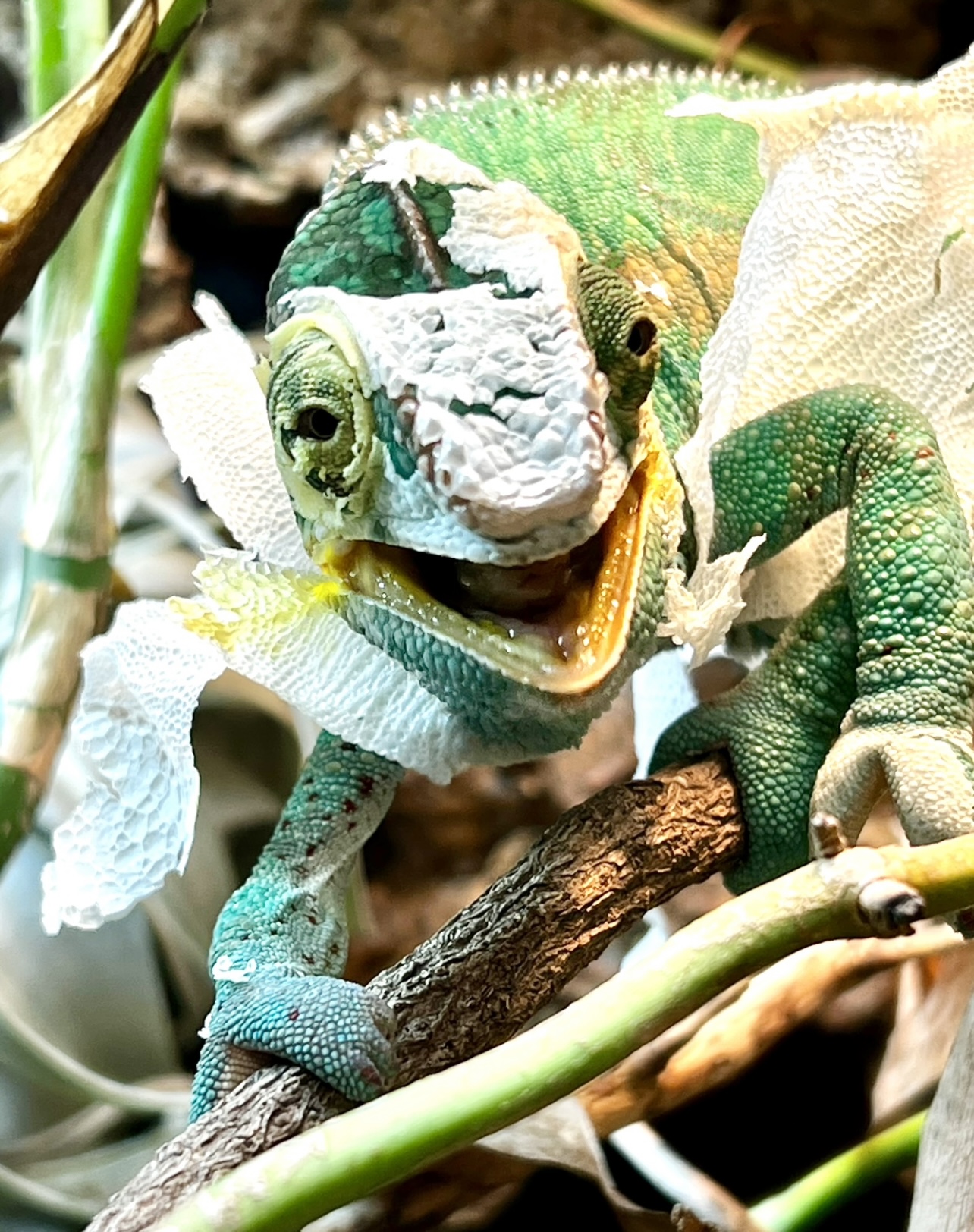 Smiling chameleon